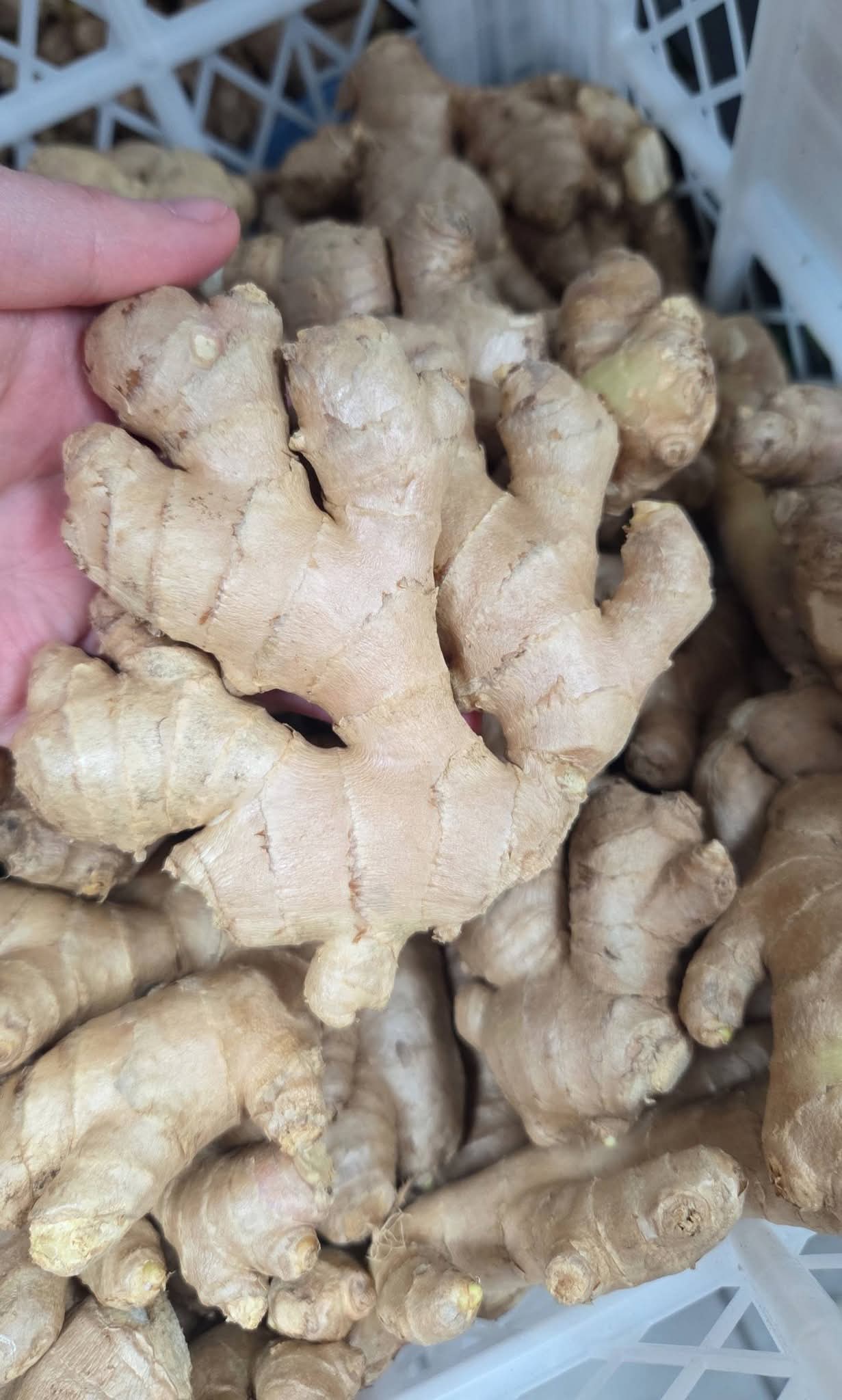 Gingembre frais