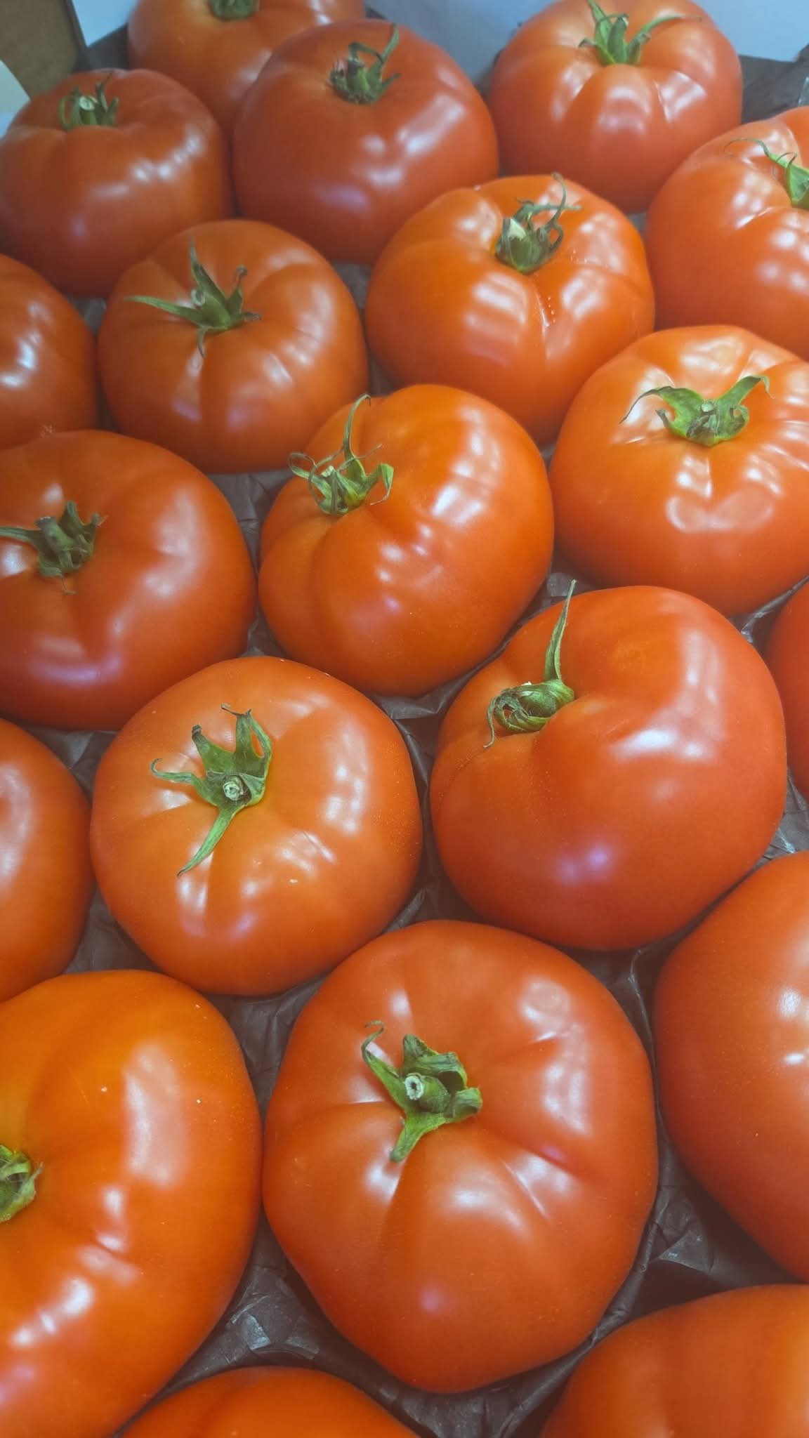 Tomates