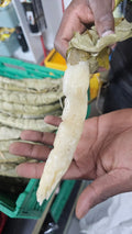 Bobolo frais