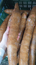Manioc