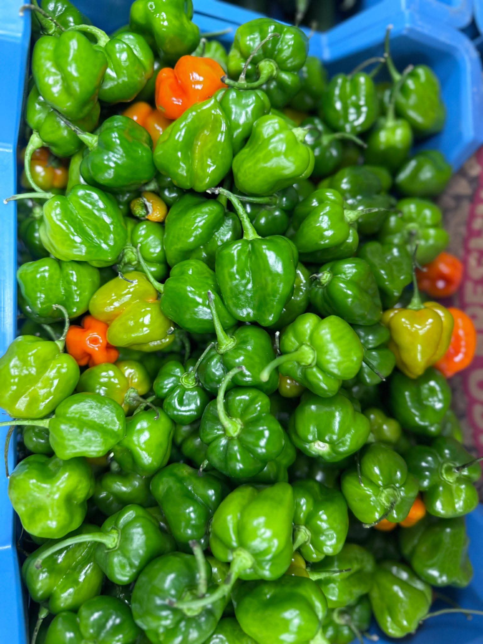 Piments frais