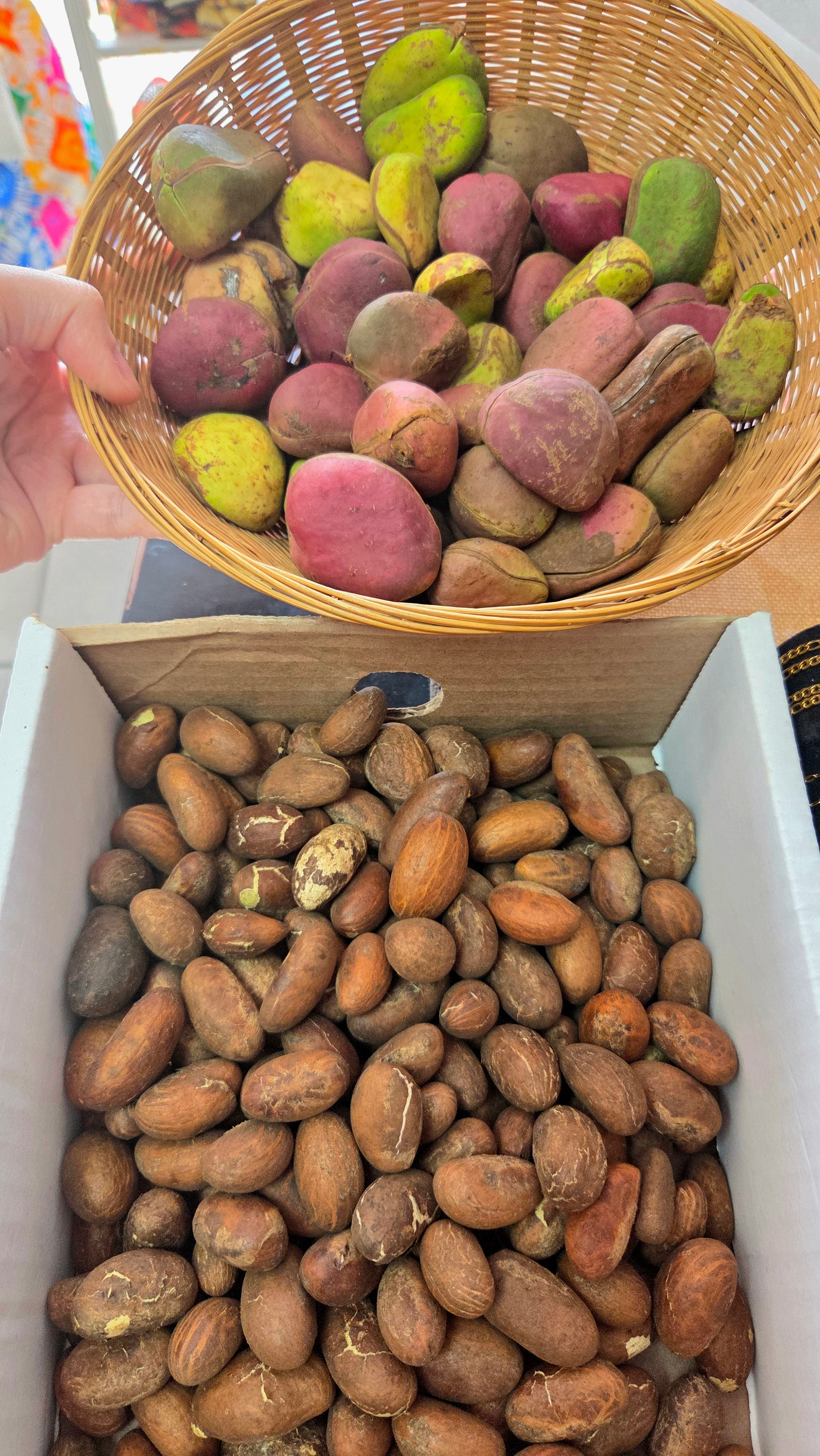 Gros Kolas