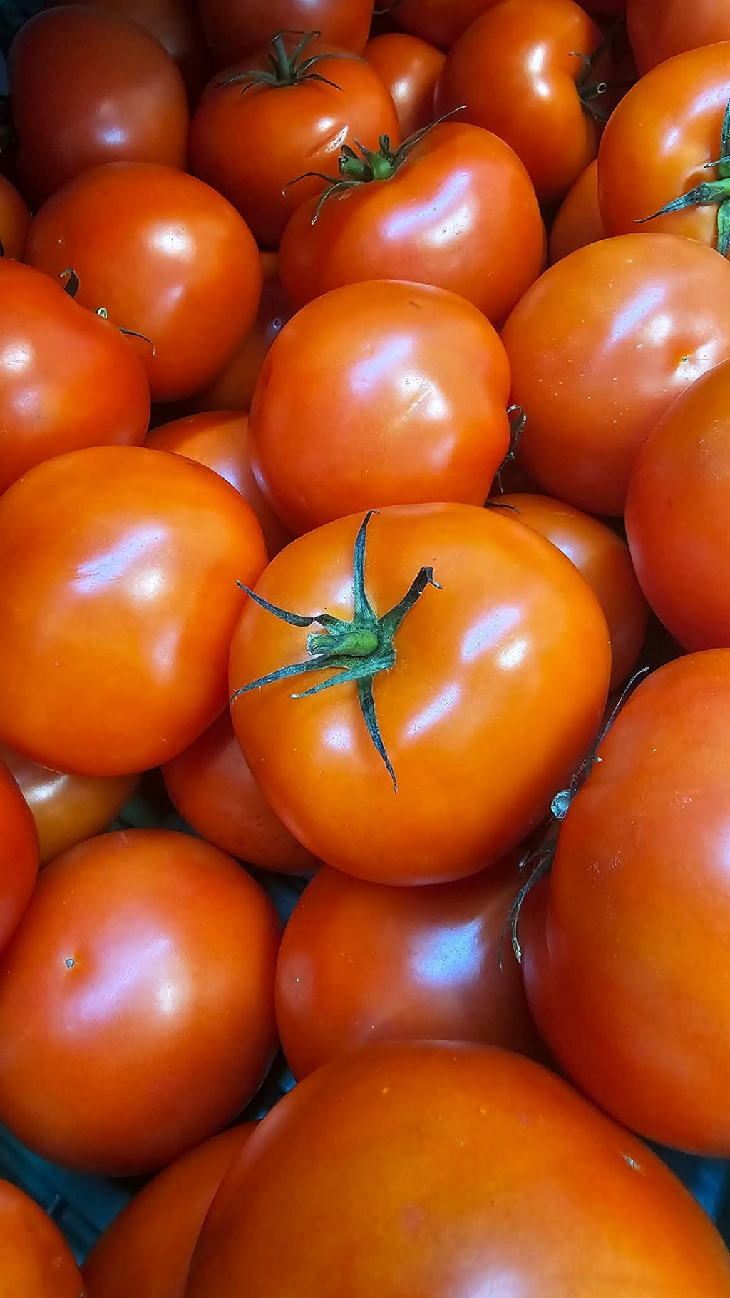 Tomates