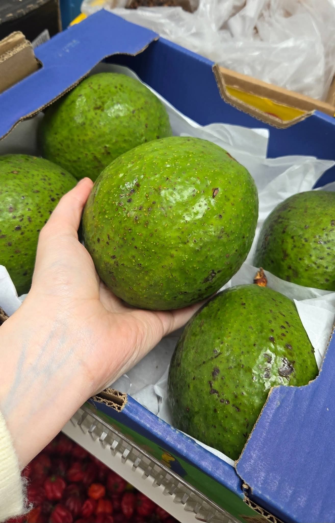 Avocats du Ouganda
